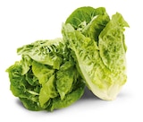 Aktuelles Mini-Romana Salat Angebot bei Netto Marken-Discount in Duisburg ab 1,11 €