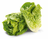Mini-Romana Salat im Angebot bei Netto Marken-Discount in Heilbronn Mini-Romana Salat Angebote von Markttag bei Netto Marken-Discount Heilbronn für 1,00 €