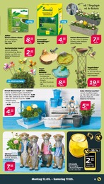Blumenkasten Angebot im aktuellen Netto mit dem Scottie Prospekt auf Seite 21