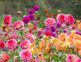 Dahlie Angebot in Langeln Dahlie im aktuellen Prospekt bei Garten-Center Nordharz GmbH & Co. KG in Langeln