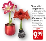 Amaryllis bei E center im Schweich Prospekt für 9,99 €