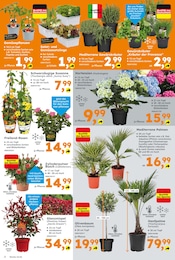 Aktueller Globus-Baumarkt Prospekt mit Blumen, "Immer eine Idee besser", Seite 2