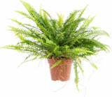 Promo Nephrolepsis à 9,99 € dans le catalogue Botanic à Souffelweyersheim