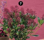 BLÜTENSKIMMIE ‘RUBELLA’ im Dehner Garten-Center Prospekt BLÜTENSKIMMIE ‘RUBELLA’ von im aktuellen Dehner Garten-Center Prospekt für 4,99 €
