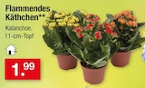 Flammendes Käthchen im aktuellen Zimmermann Prospekt