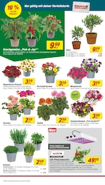 Blumentopf Angebot & Preis im aktuellen toom Baumarkt Prospekt Blumentopf Angebot im aktuellen toom Baumarkt Prospekt auf Seite 4