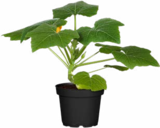 Gemüsepflanzen Gurke bei Hagebaumarkt im Wernigerode Prospekt für 4,99 €