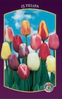 Blumenzwiebeln im Angebot bei Zimmermann in Halberstadt Blumenzwiebeln Angebote bei Zimmermann Halberstadt für 1,39 €