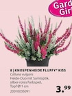 Knospenheide Fluffy Kiss im Angebot bei Dehner Garten-Center in Hamburg Knospenheide Fluffy Kiss Angebote bei Dehner Garten-Center Hamburg für 3,99 €