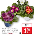 Primeln Queen im Angebot bei Marktkauf in Heidenheim Primeln Queen Angebote bei Marktkauf Heidenheim für 1,29 €