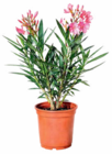 Oleander für 6,99 € bei Netto Marken-Discount im Angebot Oleander im aktuellen Netto Marken-Discount Prospekt