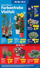 Zauberglöckchen Angebot im aktuellen Lidl Prospekt auf Seite 13