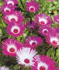 toom Baumarkt Wolfsburg - Mittagsblume Angebot im Prospekt Mittagsblume bei toom Baumarkt im Wolfsburg Prospekt für 5,99 €