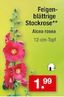 Feigenblättrige Stockrose von Alcea rosea im aktuellen Zimmermann Prospekt