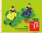 Aktuelles Primel mit Schornsteinfeger Angebot bei Marktkauf in Nürnberg ab 1,11 €