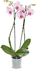 Aktuelles Orchidee Angebot bei Netto Marken-Discount in Aachen ab 7,99 €