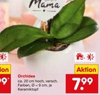 Orchidee bei Netto Marken-Discount im Prospekt "" für 7,99 €