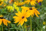 BBM Baumarkt Rhauderfehn - SONNENHUT Angebot im Prospekt SONNENHUT bei BBM Baumarkt im Rhauderfehn Prospekt für 6,99 €