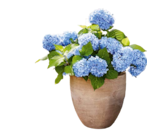 Hortensie (Hydrangea macrophylla) Endless Summer  im aktuellen Hagebaumarkt Prospekt für 19,99 €