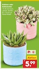Aktuelles Kakteen oder Sukkulenten Angebot bei Netto Marken-Discount in Essen ab 5,99 €