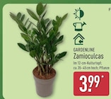 Zamioculcas im Angebot bei ALDI Nord in Oldenburg Zamioculcas Angebote von Gardenline bei ALDI Nord Oldenburg für 3,99 €