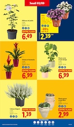 Prix et réduction Plante D'intérieur dans le prospectus Lidl en cours Offre Plante D'intérieur dans le catalogue Lidl du moment à la page 35