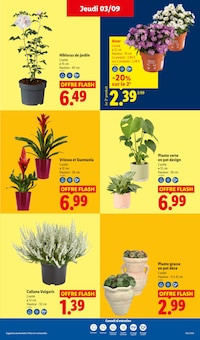 Promotion Aster dans le prospectus Lidl, valable du 03/09/2026 au 09/09/2026 Promo Aster dans le catalogue Lidl du moment à la page 35