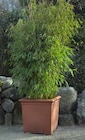 Gartenbambus Angebote bei OBI Ansbach für 24,99 €