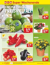 Balkonpflanzen im Netto Marken-Discount Prospekt in Detmold Aktueller Netto Marken-Discount Prospekt mit Balkonpflanzen, "Aktuelle Angebote", Seite 52
