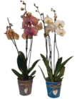 Promo Orchidée 3 tiges à 9,99 € dans le catalogue Carrefour ""