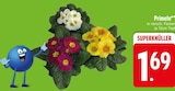 Primeln von  im aktuellen EDEKA Prospekt für 1,69 €