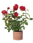 Rosier buisson à grandes fleurs à 24,99 € dans le catalogue Truffaut