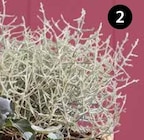 Gitterkraut im Angebot bei Dehner Garten-Center in Aalen Gitterkraut Angebote bei Dehner Garten-Center Aalen für 1,99 €