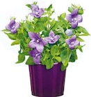 Ballonblume für 3,99 € bei Hellweg im Angebot Ballonblume im aktuellen Hellweg Prospekt