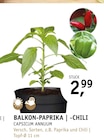 Aktuelle Paprika Angebote bei ROSENGUT Langerwisch in Potsdam Aktuelles BALKON-PAPRIKA | -CHILI Angebot bei ROSENGUT Langerwisch in Potsdam ab 2,99 €