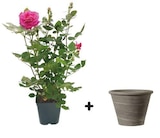 Rosier buisson boutons pot de 5 litres + pot duo grafite terre cuite rond Ø 25,8 cm en promo chez Castorama Rosier buisson boutons pot de 5 litres + pot duo grafite terre cuite rond Ø 25,8 cm dans le catalogue Castorama