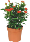 ROSIER Coloris au choix - GARDENLINE en promo chez Aldi ROSIER Coloris au choix - GARDENLINE dans le catalogue Aldi