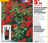 Rosiers buisson collection générale et parfumée dans le catalogue Super U