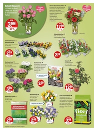 Blumenerde Angebot im aktuellen V-Markt Prospekt auf Seite 16