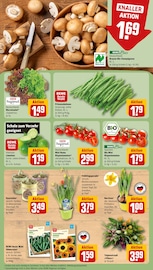 Blumenzwiebeln im REWE Prospekt in Trier Aktueller REWE Prospekt mit Blumenzwiebeln, "Dein Markt", Seite 9