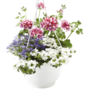 Aktuelle Pflanzen Angebote bei ROSENGUT Langerwisch in Potsdam Aktuelles SOMMERBLUMEN MIX-AMPEL Angebot bei ROSENGUT Langerwisch in Potsdam ab 16,99 €