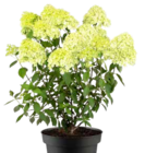 Rispenhortensie Limelight im Angebot bei Pflanzen Kölle in Fürth Rispenhortensie Limelight Angebote bei Pflanzen Kölle Fürth für 6,49 €