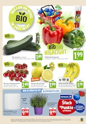 Blumentopf im EDEKA Prospekt in Ulm Aktueller EDEKA Prospekt mit Blumentopf, "Aktuelle Angebote", Seite 7