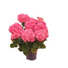 Hortensia en fleurs - Carrefour à Dunkerque Hortensia en fleurs en promo chez Carrefour Dunkerque à 9,99 €