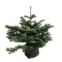 Sapin de Noël naturel Abies nobilis : 60/80 cm - C.10 litres en pot à Truffaut dans Rocquencourt Sapin de Noël naturel Abies nobilis : 60/80 cm - C.10 litres en pot à Truffaut dans Rocquencourt