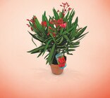Laurier rose pot 14 cm - Netto à Limoges Laurier rose pot 14 cm en promo chez Netto Limoges à 5,99 €