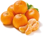 Clementinen Angebot in Koßdorf Clementinen im aktuellen Prospekt bei Netto mit dem Scottie in Koßdorf