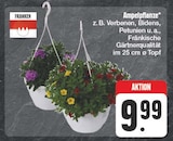EDEKA Litzendorf - Ampelpflanze Angebot im Prospekt Ampelpflanze bei EDEKA im Litzendorf Prospekt für 9,99 €