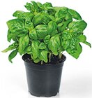 REWE Wirges - Bio Basilikum Angebot im Prospekt Bio Basilikum bei REWE im Wirges Prospekt für 1,29 €