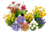 Nelke Dianthus 'Peman' für 1,99 € bei Thomas Philipps im Angebot Nelke Dianthus 'Peman' im aktuellen Thomas Philipps Prospekt